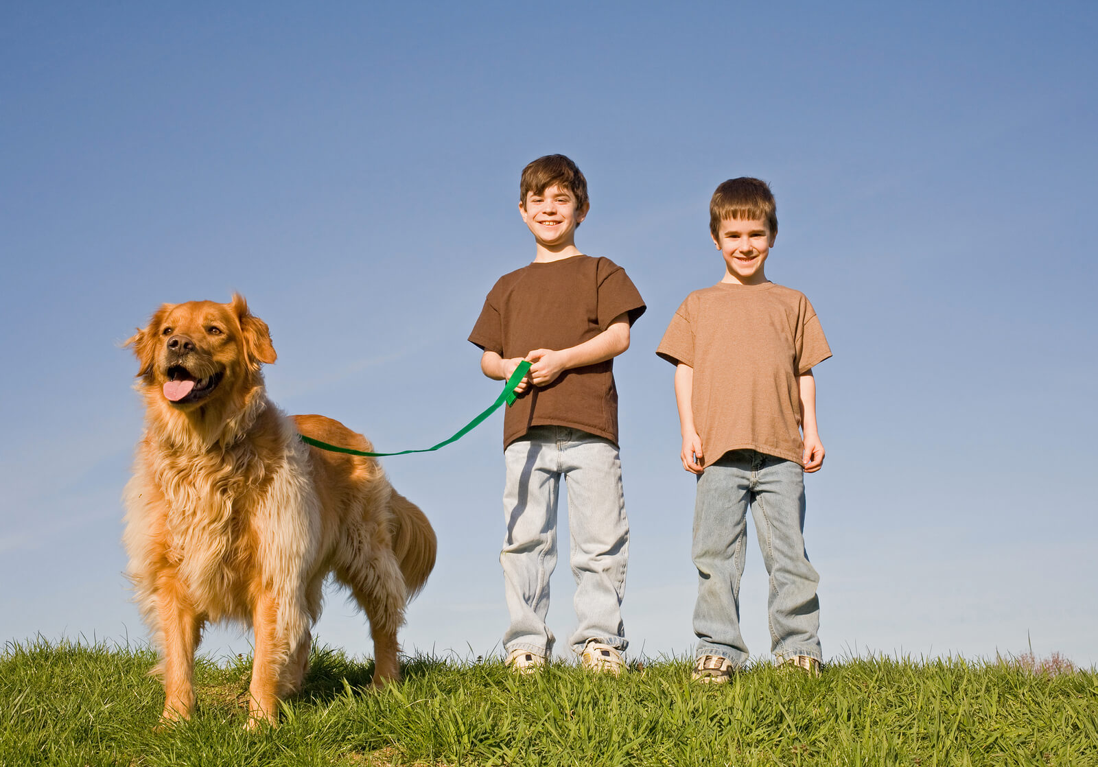 2 boys walking a golden retriever