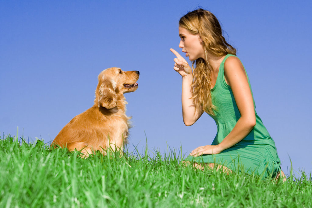 woman training a dog