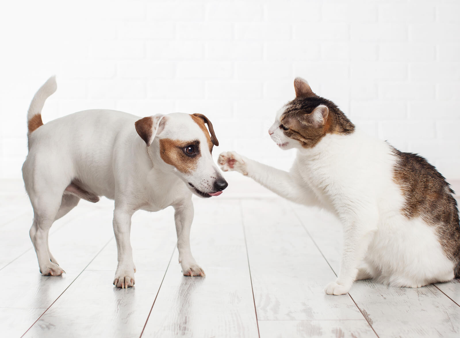 a house cat putting a paw on a dog's nose