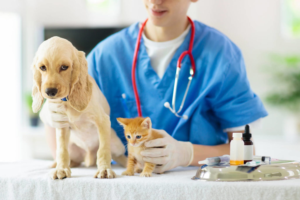 A Vet with a Cat and a Dog