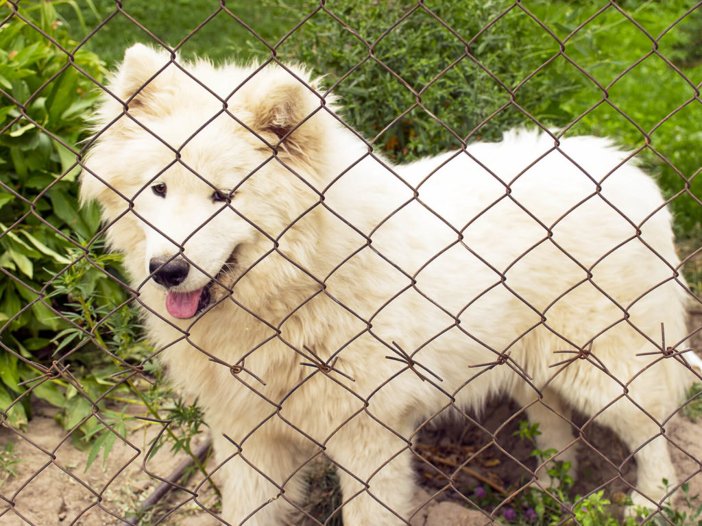 dog in a kennel