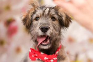 Fluffy pup wearing a bandana