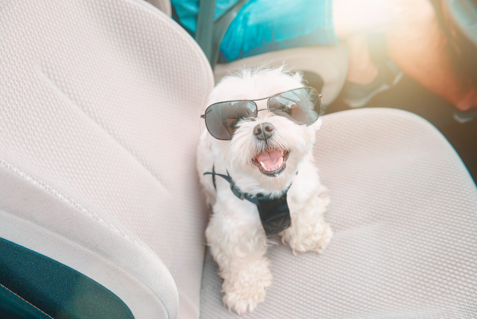 small dog wearing sunglasses in the car