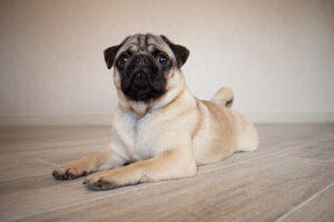 pug sitting on a floor