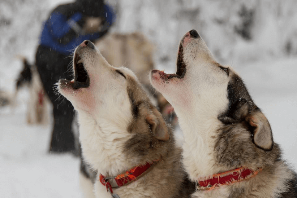 a pair of huskies howling