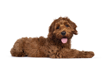 How to Teach Your Dog the Down command