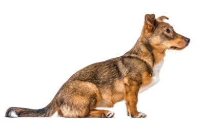 How To Teach Your Dog Stay