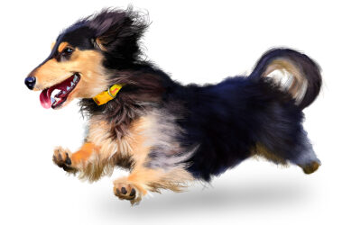 How to Teach Your Dog the Come Command