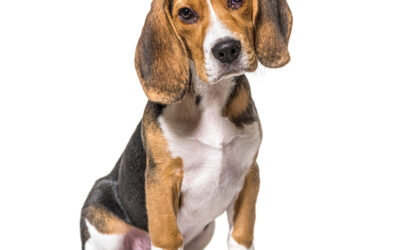 How to Teach Your Dog No