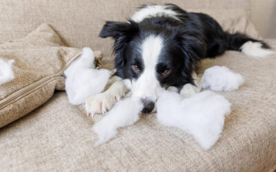 How to Teach Your Dog Off