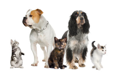 Most popular dog names of 2022