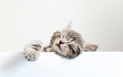 Most Popular Cat Names of 2022