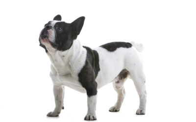 All About French Bulldogs