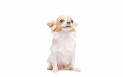 All About Chihuahuas