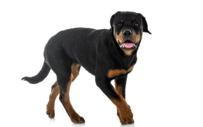 All About Rottweilers