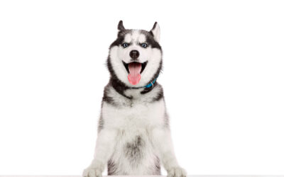 All About Siberian Huskies