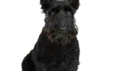 All About Scottish Terriers