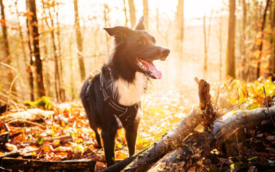 Fall Hiking with Your Pup: Top Tips to Keep Your Dog Tick-Free