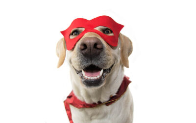 Halloween Fun! Top 10 Pet Costumes for 2025