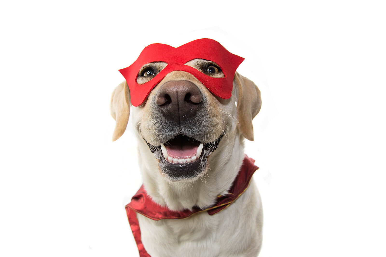Keep your dog happy and healthy in winter!