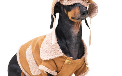 Cold Weather is coming. Which dogs need more protection?