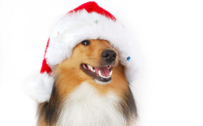 Home for the Pawlidays! Tips to keep your pets happy and safe this holiday season