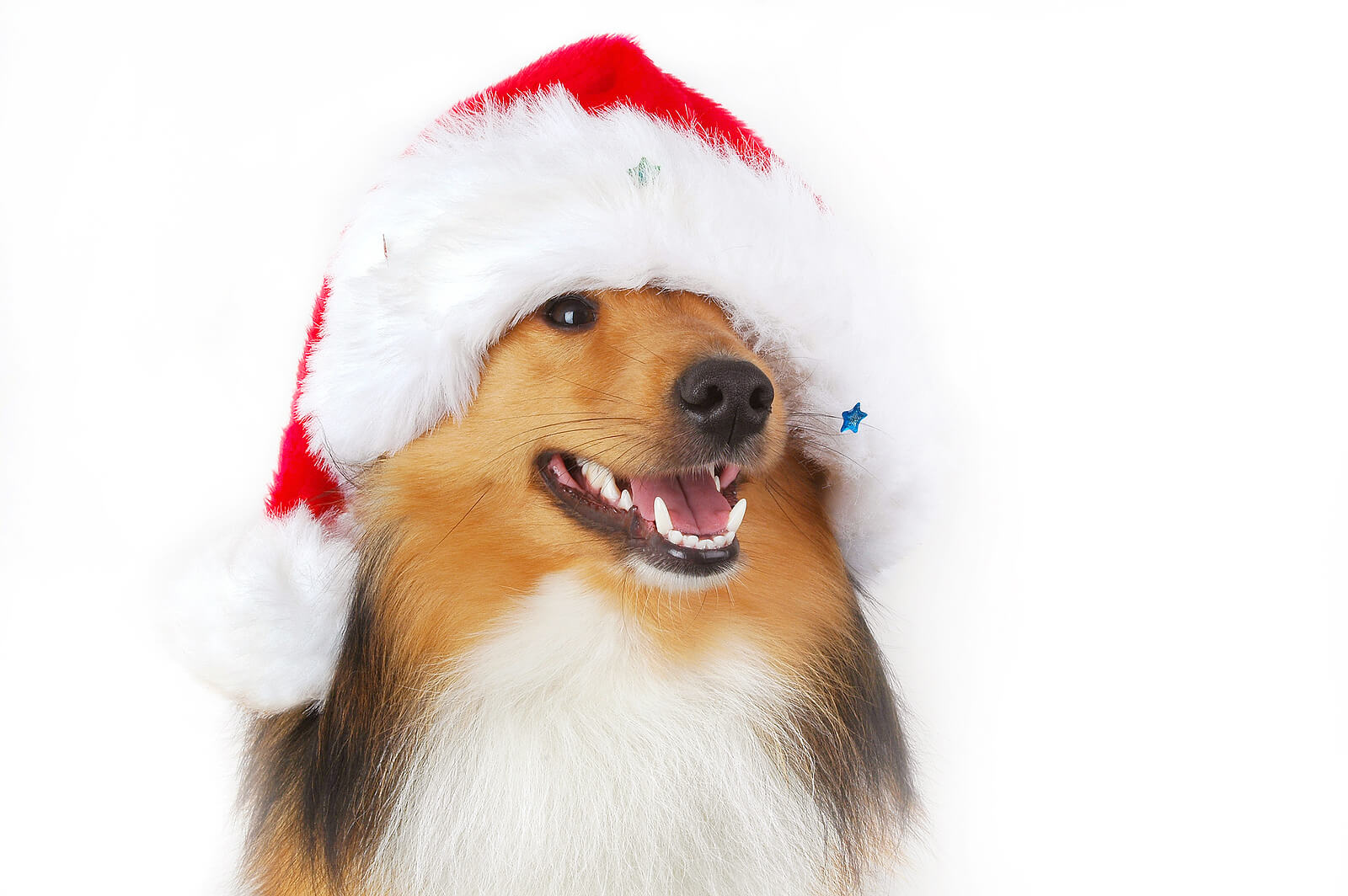 Keep your dog happy and healthy in winter!