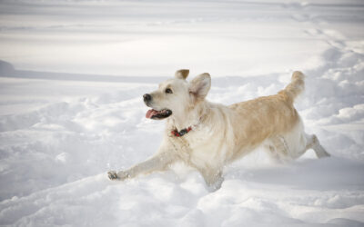 Cold Weather Activities to Keep Your Dog Healthy — Indoors and Out