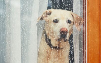 Keep your dog happy and healthy during unpredictable weather