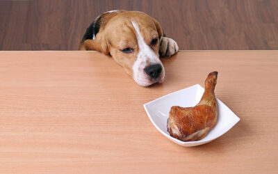 5 Things That Dogs Cannot Eat