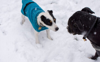 Keeping Your Dog Warm in Cold Weather
