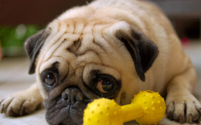 How Long Can You Leave Your Dog Alone At Home?