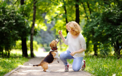 5 Easy Tricks for Dogs