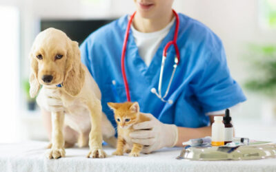 How Long Can You Leave a Pet Alone?