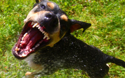 Does your dog have bad manners?