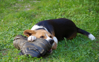 Is Your Dog Chewing Everything?