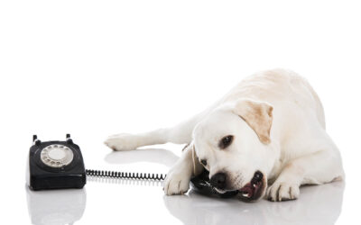 Speaking Canine – What Does It Mean When Your Dog Does…?