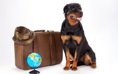 Moving and Traveling With Your Dog