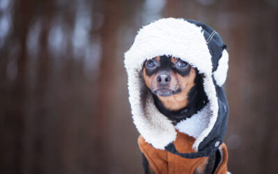 Walking Your Dog During Winter