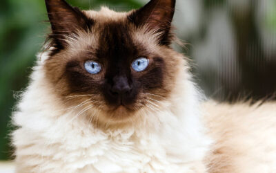 All About Himalayan Cats