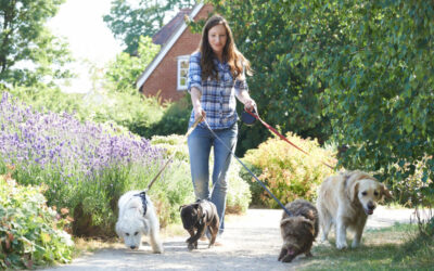 5 Great Reasons to Hire a Dog Walker: