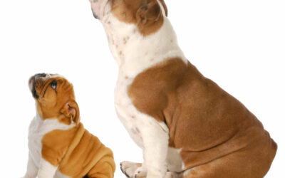 Should You Adopt a Puppy or Full Grown Dog?