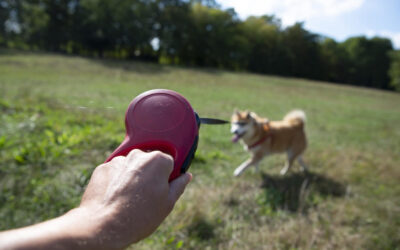 How to Train You Dog to Walk on a Leash