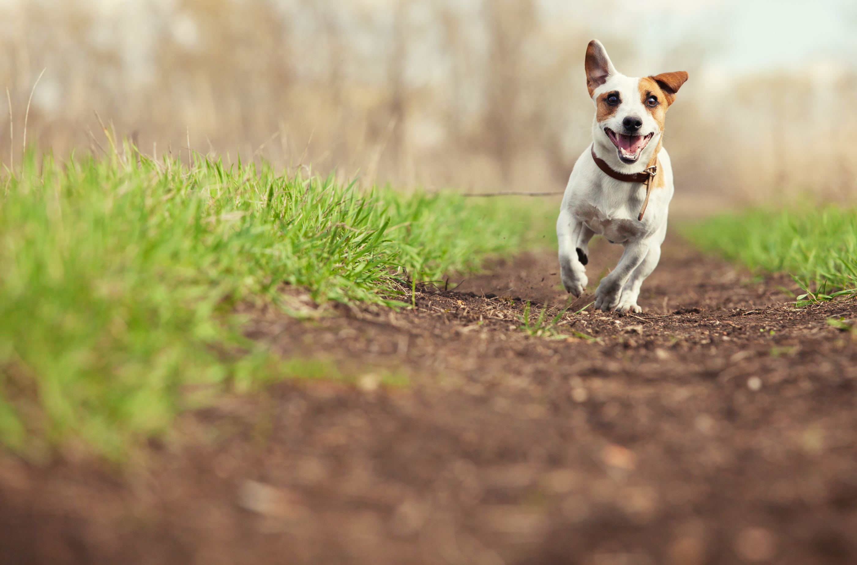  All For Dogs