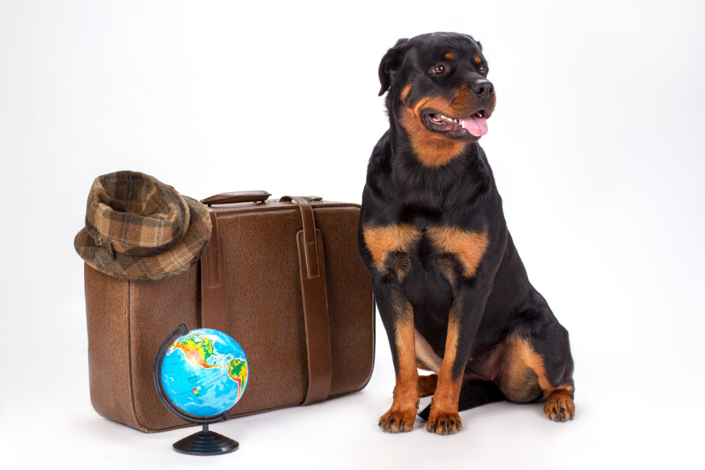 Portrait of rottweiler dog and travelling accessories. Young purebred rottweiler dog sitting with travel bag, hat and globe.