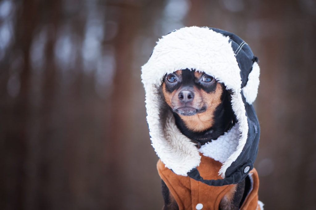 a dog wearing a hooded winter coat