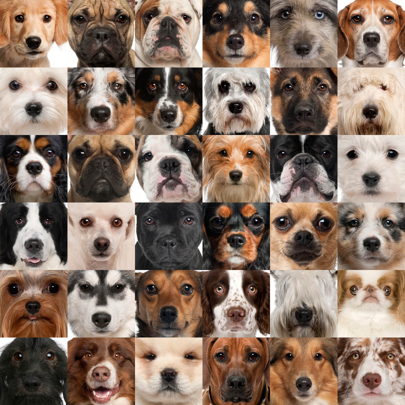 faces of dogs from several breeds