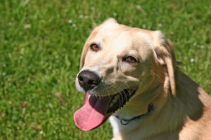dog sitting in the grass panting