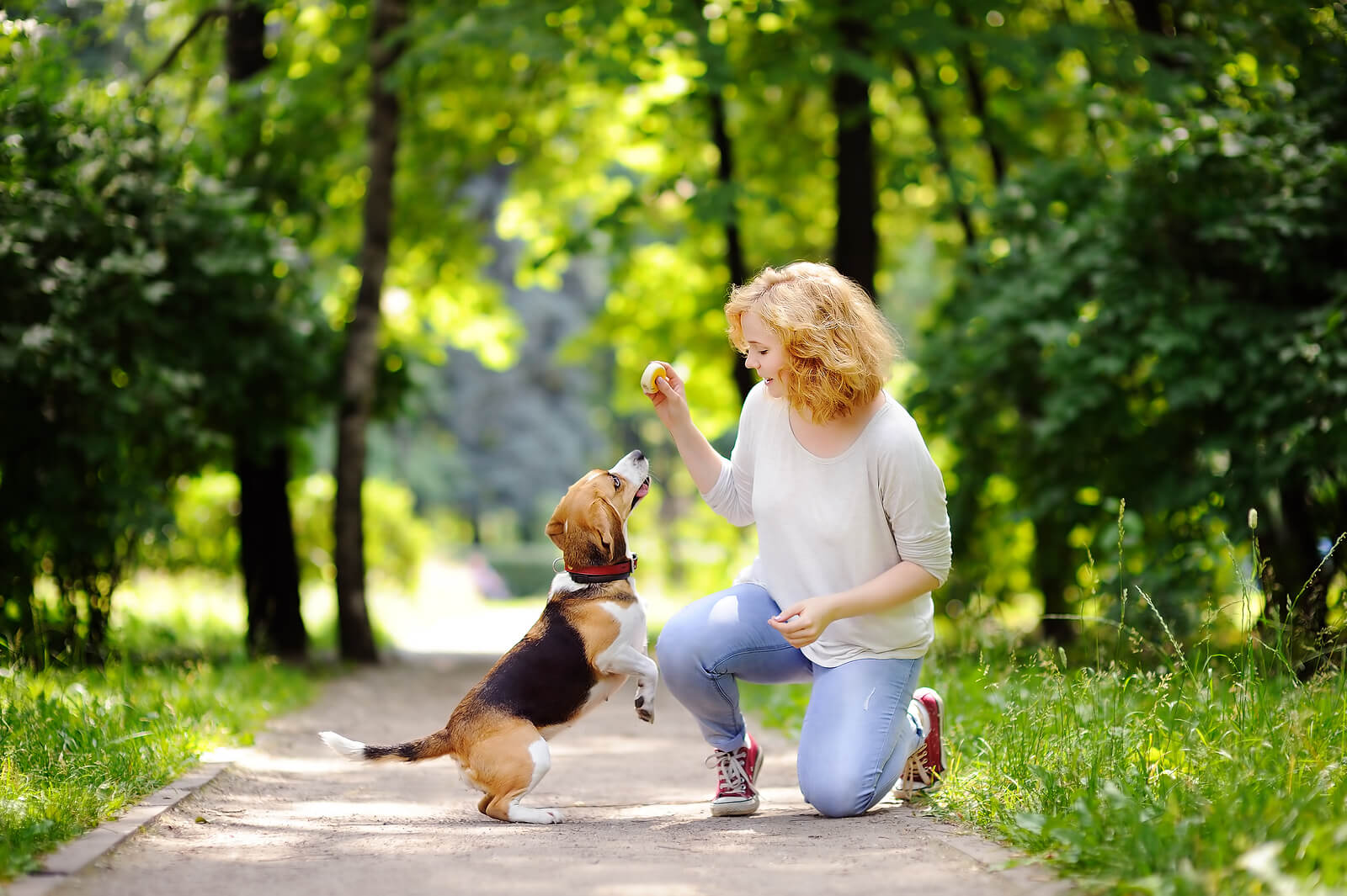 a beagle sitting up for a treat from it's owner