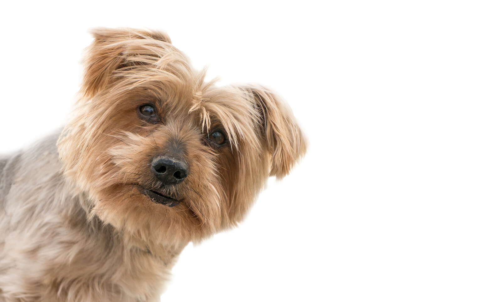 a terrier looking with it's head cocked slightly to the side